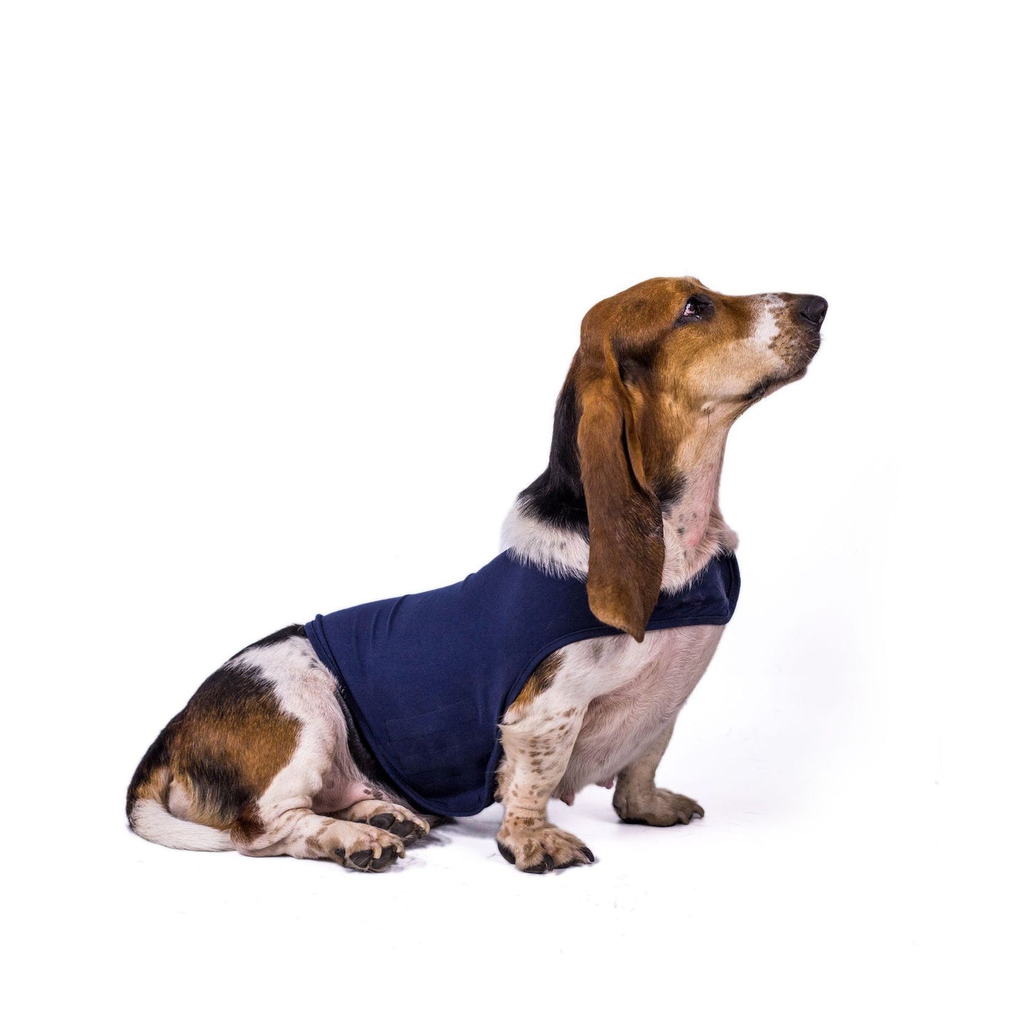 Pet dog anxiety comfort clothing